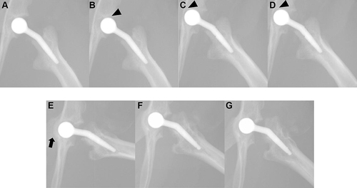 Figure 4 Postsurgical radiographic changes over time. (A) Day 0, (B) day 7, (C) day 14, (D) day 21, (E) day 28, (F) day 35, and (G) day 42 Up to day 21, the implants continued to move (arrowhead). On day 28, bone remodeling was confirmed (arrow).