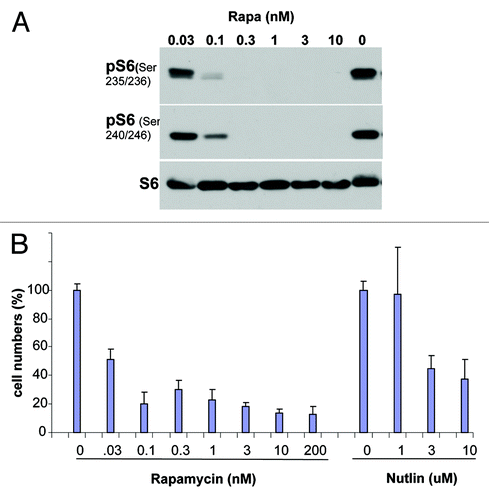 Figure 1. Dose response to rapamycin in MEFs. (A) Immunoblot. MEFs were treated with indicated concentrations of rapamycin for 24 h and then pS6 (using 2 different antibodies) and S6 were measured by immunoblot (B) Cytostatic assay. MEFs were treated with indicated concentrations of rapamycin for 3 d and then cells were counted. Results are shown as percent of control. The effect of nutlin-3a is shown for comparison.