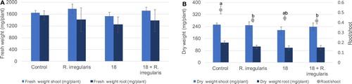 Figure 2. Average fresh (A) and dry weight (B) of growing wheat plants in the greenhouse assay. Light and darker columns represent shoots and roots, respectively. In B, root/shoot ratio is represented by dots. Ureibacillus sp. 18UE/10 is marked as 18, 18+R. irregularis refers to the treatment with both the bacteria and the arbuscular mycorrhiza Rhizophagus irregularis. Vertical bars indicate SE (n = 5). The different letters indicate results that are statistically significantly different (P < 0.05).