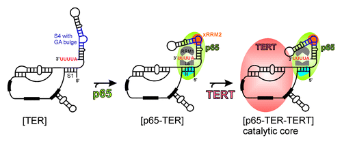 Figure 6. Model of assembly of Tetrahymena telomerase catalytic core. The known and proposed binding sites for different domains of p65 to TER are shown. Facilitation of TERT binding to p65-TER complex leading to hierarchical catalytic core assembly is shown. The conserved secondary structural elements of TER are marked in Figure 1B.
