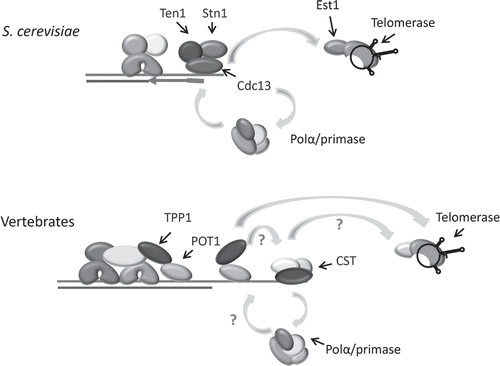 Figure 7 Model for CST in telomeric DNA replication in budding yeast and vertebrates. S. cerevisiae CST interacts with the Est1 component of telomerase to promote telomeric DNA synthesis on the G-overhang, and with Polα/primase to facilitate lagging strand replication of the C-strand. Vertebrate CST associates with Polα/primase and stimulates its priming activity. The shelterin component TPP1 contacts telomerase and is postulated to recruit it to the chromosome terminus. TPP1 may also recruit CST to the telomere via interactions with STN1.