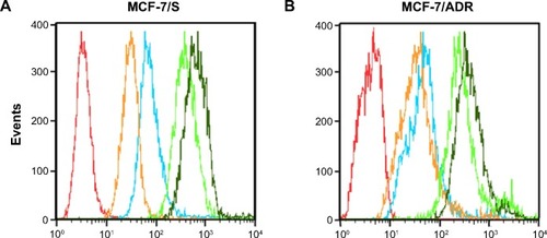 Figure 6 Flow cytometric analyses (A and B) and the corresponding percentages of Cy5-siRNA positive cells (C and D) of MCF-7/S and MCF-7/ADR cells treated with different transfection agents.Notes: Significant values were designated as follows: *P<0.05, **P<0.01, and ***P<0.001. The different transfection agents used were saline (red lines), free siRNAcy5 (orange lines), siRNAcy5-loaded PEAL NPs (blue lines), free siRNAcy5 + UTMD (green lines), and siRNAcy5-loaded PEAL NPs + UTMD (dark green lines). The x-axis represented the mean fluorescence intensity (A.U., arbitray units). The untreated cells were used as the control (n=3). Data are represented as means ± SD, n=3.Abbreviations: siRNA, small interfering RNA; PEAL NPs, mPEG-PLGA-PLL nanoparticles; mPEG-PLGA-PLL, monomethoxy polyethylene glycol–polylactic acid/glycolic acid–poly(L-lysine) triblock copolymer; UTMD, ultrasound targeted microbubble destruction.