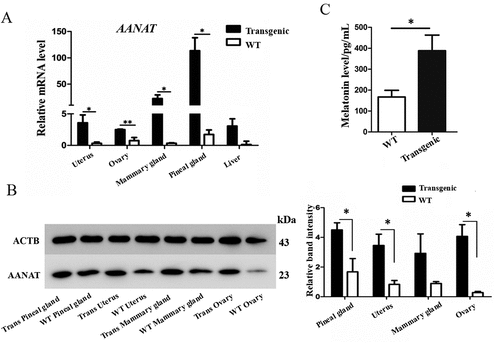 Figure 5. The levels of AANAT expression and serum melatonin in transgenic goats compared to the WT. (A) mRNA expression. (B) Protein levels. (C) Serum melatonin.