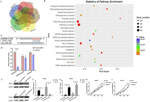 Figure 4. MiR-155 could promote ALL cell proliferation by directly targeting ZNF238. (A) Venn diagram showing the predicted targets of miR-155 in five prediction programs. (B) KEGG pathway enrichment analysis of miR-155 targets. (C) The site sequence of predicted target ZNF238 for miR-155. (D) Luciferase reporter showing luciferase activity in wild-type ZNF238, mutant ZNF238 and controls. (E-G) The protein and mRNA expression of ZNF238 in CEM-C1 and MOLT-4 cell transfected with miR-155 mimics, miR-155 inhibitors or control duplex. (H) ZNF238 expression in childhood ALL. (I, J) MTT assay shows that cell proliferation was significantly inhibited in CEM-C1 and MOLT-4 cells transfected with si-ZNF238.