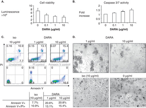 Figure 1. Daratumumab directly inhibits survival of CD138+ patient multiple myeloma cells. MM1S cells were treated with DARA with goat anti-human immunoglobulin for 2 days, followed by CellTiter-Glo luminescent cell viability assay (A) or Caspase 3/7 assay (B). (C) Freshly isolated CD138+ patient myeloma cells were treated with DARA (1, 10 g/ml) or isotype control (iso, 10 g/ml) in the presence of cross-linking Abs for 2 days. Percentages of Annexin V+/PI+ were determined by flow cytometry. Annexin V+ and combined Annexin V+/PI+ cells increased from 7.7 to 20.8% and 10.9 to 15.4%, indicating that DARA directly induces apoptosis of patient MM cells. (D) Light microscopy showed homotypic adhesion and aggregation of MM patient cells following DARA treatment.