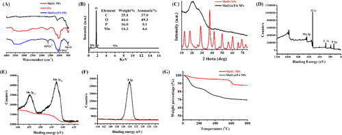 Figure 3. Characterization of MnO2@PA NPs oligomer. A: FTIR spectra of PA, MnO2 NPs, and MnO2@PA NPs oligomer. B: EDS spectra of MnO2@PA NPs oligomer. C: XRD spectra of MnO2 NPs and MnO2@PA NPs oligomer. D–F: XPS spectra of MnO2@PA NPs oligomer, Mn and P elements. G: The thermogravimetric curves of MnO2 NPs and MnO2@PA NPs oligomer.