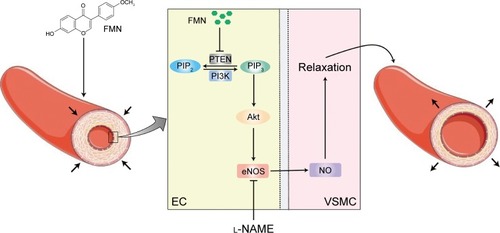 Figure 6 FMN-induced endothelium-dependent vasorelaxation via the PI3K/PTEN/Akt signaling pathway.