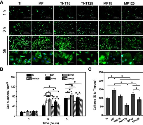 Figure 5 (A) Representative fluorescent images of adherent MC3T3-E1 cells at 1, 3 and 5 hrs; statistics of cell numbers (B) and spreading area (C) (at 5 hrs) according to fluorescent images. Error bars represent mean ± SD for n=6, *p<0.05.