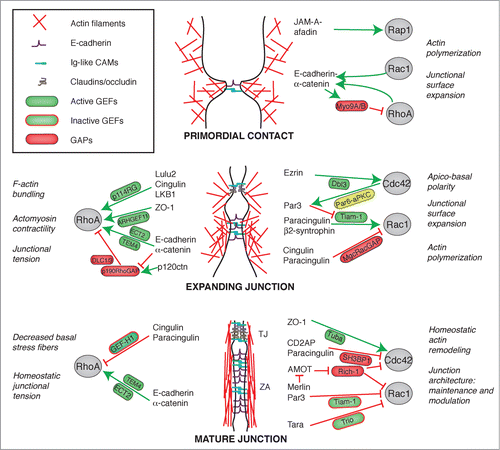 Figure 3. Crosstalk between junctions and Rho GTPases during the biogenesis of epithelial junctions. Simplified schemes showing sequential steps in the formation and maturation of the apical junctional complex (TJ and ZA) in epithelial cells, from primordial contact (top) to mature junction (bottom), and the proteins involved. Legends for graphical objects are shown in box (top left). Green and red arrows/lines indicate activation and inhibition, respectively. The main effects of Rho GTPase regulation on cytoskeletal organization and function are summarized on the sides of each scheme. Proteins and protein interactions depicted here are derived from studies on different model systems, so they do not necessarily occur together, but are grouped in one scheme for the sake of summarizing them. See text for additional details.