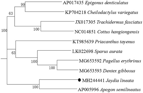 Figure 1. Neighbour-joining (NJ) tree of 10 Perciformes species based on 12 PCGs. The bootstrap values are based on 1000 resamplings. The number at each node is the bootstrap probability. The number before the species name is the GenBank accession number. The genome sequence in this study is labelled with a black spot.