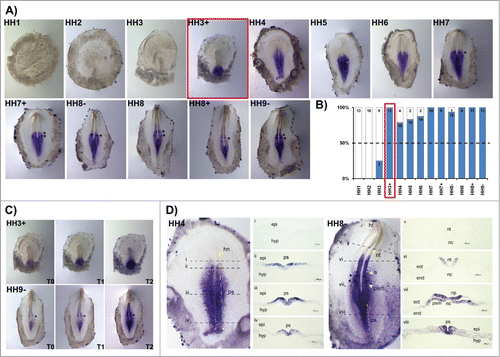 Figure 2. HoxB2 expression patterns. (A) HoxB2 gene expression by in situ hybridization during early chick development. (B) Representation of the percentage of embryos that display HoxB2 expression. Numbers indicate the experimental N. Red boxes highlight the developmental stage where over 50% of the tested embryos present HoxB2 staining. (C) In situ hybridization images obtained with increasing times of staining, evidencing graded nature of HoxB2 expression. (D) Transverse section analysis of HoxB2 expression patterns in different developmental stages. hn – Hensen's node; ps – primitive streak; epi – epiblast; hyp – hypoblast; hf – head fold; nt – neural tube; s – somite; psm – presomitic mesoderm; nc – notochord; ect – ectoderm; end – endoderm.