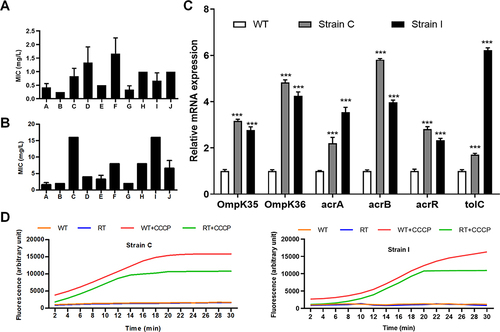 Figure 1 Screening and identification of the drug-resistant K. pneumoniae strains. MIC values of K. pneumoniae strain before (A) and after (B) with gentamicin overuse. (C) Gene expression of OmpK35, OmpK36, acrA, acrB, tolC, and acrR in WT and RT strains. (D) Fluorescence of EtBr accumulation in WT strain and RT strains C and I in absence or presence of CCCP. ***P < 0.001 vs WT group.