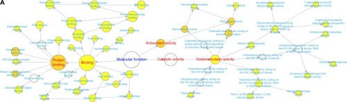 Figure 2 Molecular functions of regulated proteins in lung tissues of COPD rats and BJF-treated rats.