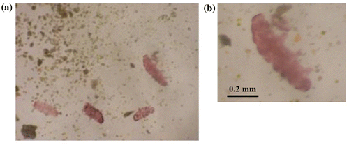 Figure 3. (a). Tardigrades after exposure to 20 GPa for 30 min (first run). The one on the right-hand side is shown in (b). in an expanded scale, where no serious injuries were seen.