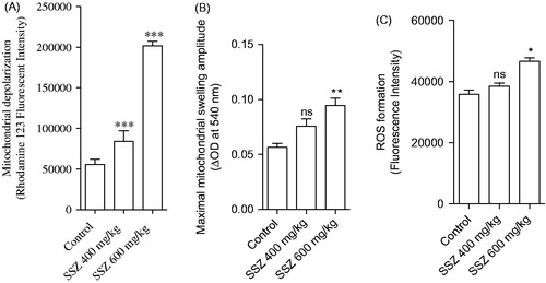 Figure 4. Mitochondrial depolarization (A), swelling (B), and ROS formation (C) in the kidney of sulfasalazine-treated animals. SSZ: sulfasalazine. Data are given as mean ± SD (n = 8). Asterisks indicate significantly different as compared with control group (*p < .05, **p < .01, and ***p < .001). Superscript “ns” indicates not significant as compared to control group (p > .05).