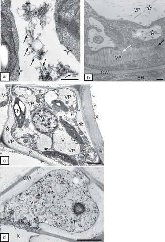 Fig. 7. a, Complete TRV PSG particles (arrows) of two lengths near chloroplasts (Ch) in a potato mesophyll cell. Absence of visible double membrane around chloroplasts (asterisks). Bar = 0.2 μm. b, Regular inclusion of TRV particles (VP) made of complete (dark arrow) and incomplete (white arrow) particles. Complete particles present also inside vacuoles (asterisks) of tobacco mesophyll cells. CW = cell wall, ER = endoplasmic reticulum. Bar = 200 nm. c, Incomplete TRV PSG particles (VP) in xylem parenchyma (XP) of tobacco leaf. Particles are present in the apoplast (asterisks) between the protoplast and the cell wall (CW) and in cytoplasm and vacuoles (V). Ch = chloroplast, N = nucleus, X = xylem tracheary element. Bar = 1μm. d, Complete TRV particles (VP) of two lengths inside the xylem (X) tracheary element of potato leaf. CW = cell wall. Bar = 0.5 μm.