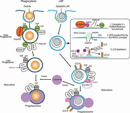 Figure 5. Phagocytosis and LAP pathways where PIK3C3 complexes and NRBF2 are involved. In phagocytosis, the closed phagosome first fuses with early endosomes to become the early phagosome marked by RAB5. The early phagosome matures into the late phagosome, and it eventually fuses with lysosomes to become the phagolysosome (maturation), then the particle is degraded. Similar to the endocytic pathway, RAB5 recruits complex II to the early phagosome, and the RAB5-RAB7 transition is mediated by the MON1-CCZ1 complex. In LAP, complex II and RUBCN/Rubicon are recruited to the closed phagosome (LAPosome, step1), where RUBCN is essential for the recruitment of complex II. In contrast to phagocytosis, the complex II- RUBCN complex is required for the recruitment of RAB5 [Citation74]. The PtdIns3P synthesized by the complex II- RUBCN complex recruits the NOX2 complex, which synthesizes ROS from NADPH on the LAPosome (step2). This is followed by LC3 lipidation (step 3). Along with LC3-II [Citation74], RAB7 activated by the MON1-CCZ1 complex facilitates LAPosome fusion with lysosomes (maturation) to degrade the particle. In BMDM from mice, NRBF2 is required for the maturation step of LAP by facilitating the GEF activity of the MON1-CCZ1 complex to activate RAB7