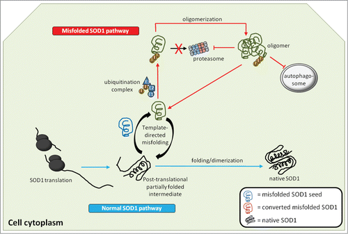 Figure 2. Generation and actions of misfolded SOD1 inside the cell. Native WTSOD1 or near-native SOD1 mutants are often highly protease resistant making their ability to misfold thermodynamically unfavourable. One explanation is that misfolded SOD1 seed (blue) utilizes post-translational intermediates of WT or mutant that remain partially unfolded and susceptible to induced pathological misfolding. Once populations of misfolded SOD1 (green) accumulate and begin to oligomerize, they become difficult to degrade via the ubiquitin-proteasome system, despite being conjugated with ubiquitin. It is also possible that misfolded SOD1 itself can act as an inhibitor of both the proteasome and autophagic systems, through as yet identified mechanisms, thereby allowing for aberrantly folded protein to elude proteostasis and build up within the cell.