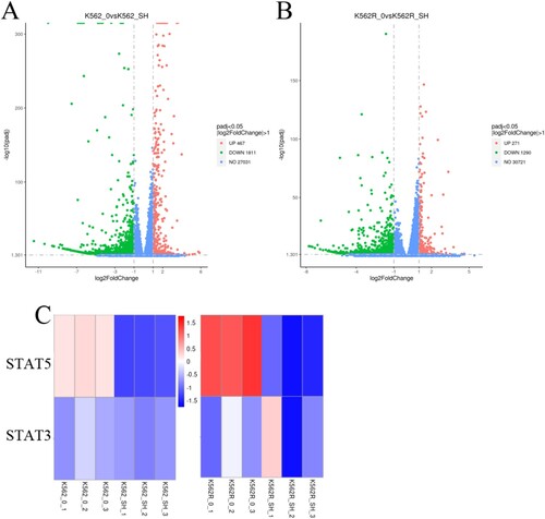 Figure 5. Effects of SH-4-54 on gene expression profile of CML cells. (A-B) Volcano plots of gene expression differences of K562 and K562R cells treated with control or for 20 μM SH-4-54 for 24 h. (C) Heat map of mRNA expression profiles from control (DMSO-treated) and SH-4-54 treated (20 μM, 24 h) K562/K562R cells. The expression of each mRNA corresponds to the average of 3 replicates. Also shown is the correlation of the log fold expression changes of differential expressed genes between two groups. For the SH-4-54 group, transcripts with >2-fold decrease in are shown in green, while those with >2-fold increase are shown in red.