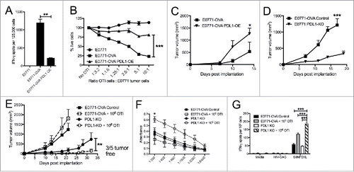 Figure 5. Manipulation of PDL1/PD1 enhances tumor targeting by immune cells. (A) ELISPOT assay for IFN-γ producing cells with OTI T cells as responders and E0771 parental, E0771-OVA or E0771-OVA PDL1 OE tumor cells as stimulators. (B) E0771 cell lines expressing luciferase were incubated with indicated ratios of OTI T cells and % of live cells as measured by luciferase expression compared to no OTI control is shown. (C) E0771-OVA or E0771-OVA PDL1-OE tumors were grown subcutaneously in C57 BL/6 mice and measured biweekly. (D) E0771-OVA GFP-CRISPR control or E0771-OVA PDL1 KO tumors were grown subcutaneously in C57 BL/6 mice and measured biweekly. (E) E0771-OVA GFP-CRISPR control or E0771-OVA PDL1 KO tumors were grown as before and on day 3 post tumor implantation, 1 × 106 OTI T cells were transferred IV into a cohort of each group. (F) Serum from terminal bleed of mice in (E) was analyzed by ELISA for anti-OVA antibodies. (G) Splenocytes from mice in (E) at the terminal endpoint were stimulated as indicated and IFN-γ production was analyzed by ELISPOT. A-B representative of 3 experiments. C-G representative of 2 experiments. Errors bars indicate SEM. n = 5 per group for A-F; *P < 0.05; **P < 0.01; ***P < 0.001 by 2-tailed Student's t test or one-way ANOVA with Bonferroni's multiple comparisons test to E0771-OVA control group.