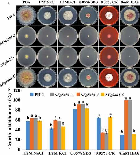 Figure 7. Sensitivity of the FgSAH1 deletion mutants to osmotic, membrane, cell wall damage, and oxidative stresses