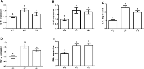 Figure 2. Effects of urantide injection on liver cytokines expression. (A) IL-1β expression; (B) IL-10 expression; (C) IL-17 expression; (D) TNF-α expression; and (E) IFN-γ expression. Data are presented as mean ± SEM. The values having different superscript letters were significantly different (P < 0.05; n = 6 or 8).