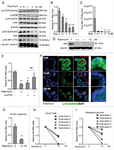 Figure 3. Rapamycin inhibits replication of SA11 and patient-derived rotavirus replication. (A) Western blot analysis of p-mTOR (S2448), t-mTOR, p-Akt (S473), t-Akt, p-S6 (S240/244), t-S6, p-4E-BP1 (T70) and t-4E-BP1 (53H11) protein levels with the treatment of indicated concentrations of rapamycin in Caco2 cells. (B) Treatment with rapamycin (48 h) significantly inhibited SA11 rotavirus replication in Caco2 cells (n = 7–9, mean ± SEM, ##P < 0.01, Mann-Whitney test). (C) Effects of rapamycin on the production of infectious viral particles determined by TCID50 method. Each bar represents the TCID50/mL (mean ± SEM) (n = 5, #P < 0.05, ##P < 0.01, Mann-Whitney test). (D) Treatment with rapamycin (48 h) inhibited viral VP4 protein determined by western blot assay in Caco2 cells. (E) Anti-rotavirus effect of rapamycin was abolished in mTOR knockdown Caco2 cells (n = 10, mean ± SEM, #P < 0.05, Mann-Whitney test). (F) Representative confocal immunostainings of p-S6 (S240/244) (Green) after 48 h treatment with 10 and 100 nM rapamycin in human intestinal organoids. Nuclei were visualized by DAPI (blue). (G) Treatment with rapamycin (48 h) inhibited SA11 rotavirus genomic RNA in human intestinal organoids determined by qRT-PCR (n = 5, mean ± SEM, #P < 0.01, Mann-Whitney test). (H) Treatment with 10 nM rapamycin (48 h) inhibited patient-derived rotavirus (isolate 1–5) genomic RNA in Caco2 cells determined by qRT-PCR. (I) Treatment with rapamycin (48 h) inhibited patient-derived rotavirus (isolate 1–5) genomic RNA in human intestinal organoids determined by qRT-PCR.