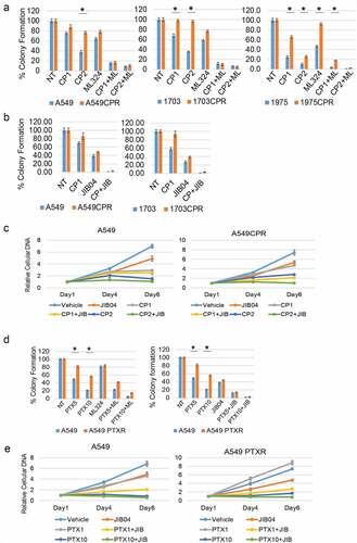 Figure 2. Inhibition of KDMs sensitizes resistant cells to CP and PTX. (a) Parental and resistant cells were treated with vehicle (NT) or CP (1 µM or 2 µM) with or without ML324 (10 µM) for 48 h. (b) Parental and resistant cells were treated with vehicle (NT) or CP (1 µM) with or without JIB04 (1 µM) for 48 h. Colony formation was determined 10d after drug removal. Triplicate results are shown. There are significant differences in CP treated conditions between parental and CPR cell lines (indicated with single asterisks above bars, p ˂0.05). There are significant differences between CP1 and CP1+ ML324 conditions in A549 (P = .000), ACPR (P = .000), 1703 (P = .000), 1703CPR (P = .012), 1975 (P = .033), and 1975CPR (P = .039) cells and between CP2 and CP2+ ML324 conditions in A549 (P = .035), ACPR (P = .000), 1703 (P = .021), 1703CPR (P = .000), 1975 (P = .045), 1975CPR (P = .027) cells. There are significant differences between JIB04 and CP1+ JIB04 conditions in A549 (P = .000), ACPR (P = .000), 1703 (P = .001), and 1703CPR (P = .002) cells. (c) A549 and A549CPR cells were treated with vehicle, CP (1 µM or 2 µM) with or without JIB04 (1 µM) for two days and analyzed for cell proliferation for 6 days with staining of cellular DNA. Average (quadruplicate) relative DNA is presented with SD indicated. There is a significant difference between CP1 treated A549 and ACPR cells (P = .038). There is a significant difference between CP1 and CP1+ JIB04 treated ACPR cells (P = .043). (d) Parental and resistant cells were treated with vehicle (NT) or PTX (5 nM or 10 nM)) with or without ML324 (10 µM) or JIB04 (1 µM) for 48 h. Colony formation was determined 10d after drug removal. Triplicate results are shown. There are significant differences between A549 and A549PTXR cells treated with PTX (indicated above bars). There are significant differences between PTX5 and PTX5+ ML324 in A549 (P = .041) and APTXR (P = .021) cells and between PTX10 and PTX10+ ML324 in A549 (P = .036) and APTXR (P = .028) cells. (e) A549 and A549PTXR cells were treated with vehicle, PTX (1 nM or 10 nM) with or without JIB04 (1 µM) for two days and analyzed for cell proliferation for 6 days with staining of cellular DNA. Average (quadruplicate) relative DNA is presented with SD indicated. There is a significant difference between PTX1 treated A549 and ACPR cells (P = .022). There is a significant difference between JIB04 and PTX1+ JIB04 treated A549 cells (P = .031) and ACPR cells (P = .046).