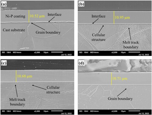 Figure 5. Cross-sectional SEM images of the coated samples after etching, (a) cast, (b) AM, (c) AM-450, (d) AM-1100.