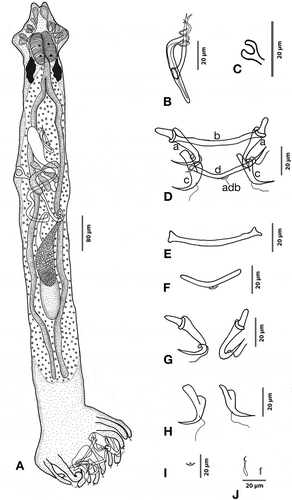 Figure 1. Hamatopeduncularia arii. (A) Composite illustration of entire worm (ventral view). (B) Copulatory organ (ventral view). (C) Vagina. (D–I) Hard parts. (D) Arrangement of anchors and bars (dorsal view): (a) ventral anchor, (b) ventral bar, (c) dorsal anchor, (d) dorsal bar with appendix (adb). (E) Ventral bar. (F) Dorsal bar. (G) Ventral anchors. (H) Dorsal anchors. (I) Appendix on dorsal bar. (J) Marginal hooks.