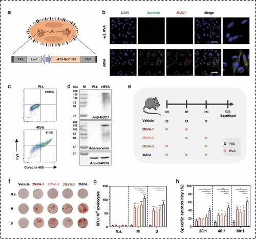 Figure 1. Modified vaccinia Ankara (MVA) vaccine-mediated immunogen expressions and the immunogenicity. (a) Schematic of modified vaccinia Ankara (MVA) vaccine used in this study. The MVA vaccine is armed with a fusion gene of sPD1-MUC1-S8. The sPD1 protein is used to enhance the cross-presentation of antigens; MUC1 contained 33 repeats of VNTR; S8 is a deleted form of survivin without the first seven amino acids. (b-c) Confocal images and flow cytometry analysis of MUC1 and survivin expression after intracellular immunostaining and BHK tk-ts13 cells at 24 h post-MVA infection. Scale bar represents 50 µm. (d) Western blotting analysis of MUC1 and survival rates in BHK tk-ts13 cells at 24 h post-MVA infection. (e) Immunization regime illustration; total of four to five mice were in each group. (f, g) Representative images of ELISpot and quantification of ELISpot SFUs in groups. (h) Cytotoxicity evaluation of MVA vaccine-immunized mice (E: T, effector: target cells ratio). N.s., nonspecific protein; M: MUC1 protein; S, survivin protein. Groups drawn in colors: Vehicle (PBS; black), 2MVA-1 (red), 2MVA-2 (brown), 2MVA-3 (pink), 3MVA (blue). One-way ANOVA followed by LSD analysis was performed to analyze the significant differences between groups. *P < .05; **P < .01; ***P < .001