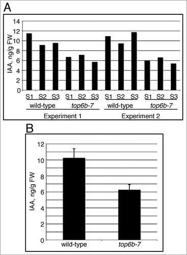 Figure 5. IAA levels in top6b-7 mutants. Seeds segregating for top6b-7, were plated on GM, cold treated for 48 h at 4°C, and grown under constant light (50 μmol·m−1·s−2) at 20°C. Mutants and wild-type siblings were collected and sent for IAA measurement using LC-MS/MS. (A) IAA measurements are represented from 2 independent growth experiments. For each growth experiment, 3 different biological samples (S1-S3) for each phenotypic class were used for measurements. (B) The mean for the 6 replicates shown in (A) for each phenotypic class is shown, and are 10.39 and 6.26 ng IAA/g FW for top6b-7 and wild-type respectively. Bars are 1 sd. Averages are statistically different by a Student's t-Test (P = 5.84031*10−5, α = 0.05).