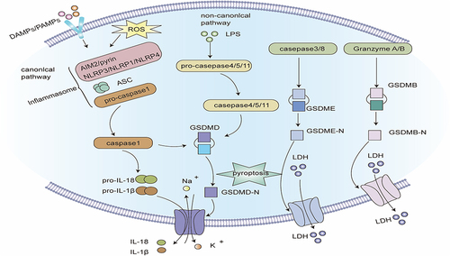 Figure 3 Signaling pathway of pyroptosis. Classic pathways of pyroptosis: Pathogen-linked molecular patterns (PAMPs) or damage-linked molecular patterns (DAMPs) activate the corresponding receptor proteins (NLRP3, NLRP1, NLRC4, AIM2 or Pyrin) and recruit ASC and pro-caspase-1 to form inflammasomes, and activate caspase-1. Caspase-1 hydrolyzes GSDMD to create GSDMD-C and GSDMD-N. GSDMD-N multimerizes and forms non-selective membrane pores on the cell membrane, elevating the permeability of the cell membrane, and resulting in cell swelling and rupture. Caspase-1 can also segment pro-IL-1β and pro-IL-18 into mature IL-1β and IL-18, and release them into the extracellular space through the above-mentioned membrane pores, inducing a strong inflammatory response. Non-canonical pathway of pyroptosis: Intracellular LPS directly binds and stimulates caspase-4/5/11. Activated caspase-4/5/11 can also cleave GSDMD, but cannot activate pro-IL-1β and pro-IL-18. In some cases, GSDME can also be hydrolyzed to GSDME-N by caspase-3/8, and the oligomerization of GSDME-N can also create plasma membrane pores. Notably, the hydrolysis of GSDMB by granzyme A and granzyme B can also form membrane pores, inducing pyroptosis.