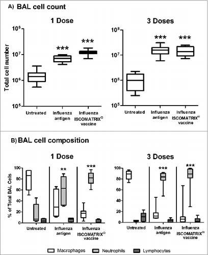 Figure 4. BAL cell composition following lung delivery of influenza antigen or influenza ISCOMATRIX™ vaccine. Study 3: Groups of sheep (n = 8) were left untreated or dosed via the lung with 3 doses of either influenza antigen alone or influenza ISCOMATRIX vaccine, spaced by 3 weeks. One day after the first and third dose, BAL cells were collected from the lungs by endoscopy, stained and counted. (A) Total counts of cells recovered. (B) Relative numbers of macrophages, neutrophils and lymphocytes (%). **P < 0.01; ***P < 0.001 compared to untreated animals.