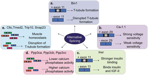 Figure 3. Regulation of alternative splicing in muscles. Several genes that are alternatively spliced produce different phenotypes in muscle depending on whether the alternative exon is included or skipped. (a). Alternative splicing of exon 11 of Bin1 pre-mRNA contributes to T-tubule formation and maintenance. (b). Skipping of exon 29 in Cav1.1 results in weak voltage sensitivity in adult skeletal muscle. (c). Inclusion of exon 11 of Insr pre-mRNA allows for stronger binding of insulin by the insulin receptor and thus insulin sensitivity. Skipping of exon 11 in adult muscles results in insulin resistance. (d). A switch from the adult to the fetal splicing isoforms of Ppp3ca, Ppp3cb and Ppp3cc leads to higher calcium phosphatase activity. (d). A switch in the splicing isoform of Cltc, Tmed2, Trip10 or Snap23 contributes to muscle homeostasis and T-tubule maintenance.