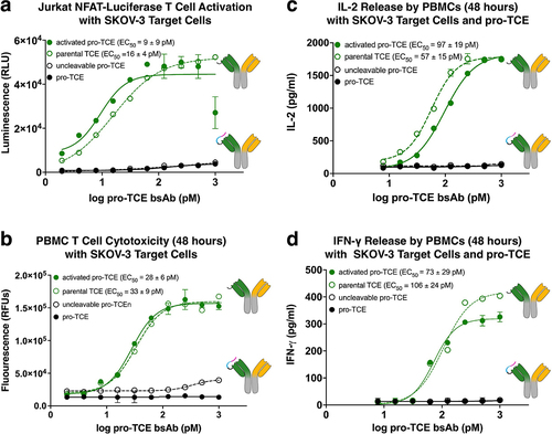 Figure 3. Preclinical functional validation of pro-TCE with recombinant MMP-2 protease treatment. All experiments were performed at an effector cell to target cell ratio of 1:1. Each point represents the mean value of triplicates. (a) T cell activation induced by pro-TCE after proteolysis using a Jurkat NFAT-Luciferase T cell model. (b) HER2+ target cell killing by hPBMCs induced by pro-TCE after proteolysis after 48 hours. (c–d) IL-2 and IFN-γ secretion by hPBMCs induced by pro-TCE after 48 hours. The reported errors for the EC50 values are the 95% confidence intervals from fitting each individual experiment.