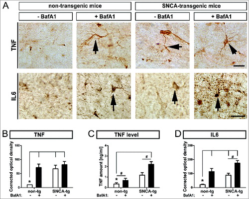 Figure 8. Inflammatory response in transgenic mice, by BafA1 treatment. Immunohistochemical assessment of the inflammatory response in SNCA transgenic mice. (A) Representative images of the inflammatory marker TNF and IL6 in the hippocampus of SNCA-tg and non-tg mice treated with BafA1 or vehicle. Black arrows indicate TNF and IL6 immunoreactivity. Scale bar for TNF and IL6 in the hippocampus 30 μm. Optical density quantification of (B) the inflammatory markers TNF and (D) IL6 in the hippocampus of SNCA-tg mice compared to non-tg mice. (B) to (D) Effects of BafA1 treatment in the hippocampus of SNCA-tg mice compared to vehicle treatment. (C) The absolute amount of TNF as measured by ELISA in SNCA-tg mice treated with BafA1 compared to vehicle-treated animals. All values are mean + s.e.m; differences are significant at (#) P < 0.05, unpaired t test and at (*) P < 0.01.