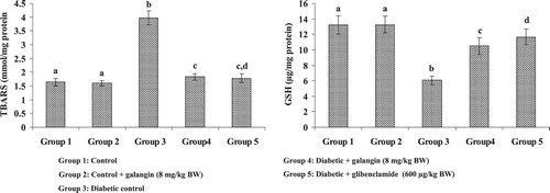 Figure 2. Effect of galangin on liver mitochondrial TBARS and GSH concentrations of STZ-caused hyperglycemic rats. Data are means ± SEM, n = 6. Groups 1 and 2 significantly are not different (a, a) (P < 0.05). Groups 4 and 5 are different significantly compared to group 3 (b vs. c, cd, d) (P < 0.05). Ua – Enzyme concentration required for 50% inhibition of NBT reduction/min s. Ub – µmol of reduced glutathione consumed/min.
