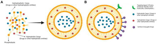 Figure 2. General formation and structural capabilities of liposomes [Citation17].