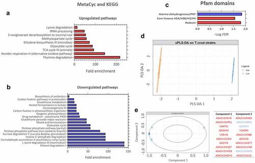 Figure 8. KEGG pathway enrichment analysis of upregulated and downregulated proteins in T. cruzi C8C3hvir cell line. Pfam and Interpro domains enriched in (a) upregulated and (b) downregulated proteins. Only pathways with a q-value ≤0.05 (Benjamini-Hochberg corrected) are presented. (c) Results of the sparse PLS-DA analysis. (d) Proteins are classified into known groups. (e) Key variables that drive the discrimination. The top 20 variables that contribute to components 1 and 2 are inside the circle (dim = 1). The red and blue colours correspond to upregulated and downregulated proteins, respectively.