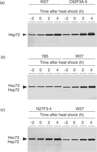 Figure 1. Determination of the member of Hsp70 family detected by clone W27. Exponentially growing NHD cells were heat shocked at 43°C for 2 h, and the proteins were extracted after incubation at 37°C for indicated times. (a) The same blot was probed with clone W27 and clone C92F3A-5. (b) The upper blot was probed with clone 1B5, while the lower blot was probed with clone W27. (c) The same blot was separated into two parts, and both bands were probed with clone N27F3-4, while only the lower band was probed with clone W27.