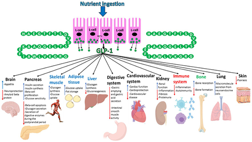 Figure 6 An overview of the effects/possible effects that GLP-1 has on various organs after it has been secreted into the circulation from L-cells of the gut in response to nutrient ingestion. Organs highlighted in blue are not known to express GLP-1R but GLP-1 has been demonstrated to mediate insulin-like effects on these tissues during experimental settings- it is, however, correct to state that GLP-1 does have indirect effects on these organs in humans due to its ability to promote the incretin effect. GLP-1R mRNA has been detected in immune cells and GLP-1 has been shown to regulate the immune system (highlighted in red) activity during experimental settings. GLP-1 has also been shown to influence bone (highlighted green) metabolism in rodents but the effects of GLP-1 on human bone are currently elusive. This figure and the information in its legend are adapted from these studies.Citation11,Citation26,Citation107,Citation108,Citation112,Citation120,Citation191