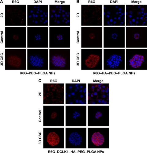 Figure 6 Detection of the targeting abilities of NPs in vitro.Notes: The 2D- and 3D-cultured 4T1 breast cancer cells were treated with equivalent concentrations of (A) R6G–PEG–PLGA, (B) R6G–HA–PEG–PLGA, and (C) R6G–DCLK1–HA–PEG–PLGA NPs for 2 hours at 37°C. The immunofluorescence was visualized using a confocal microscope.Abbreviations: CSC, cancer stem cell; 2D, two dimensional; 3D, three dimensional; DCLK1, doublecortin-like kinase 1; FITC, fluorescein isothiocyanate; HA, hyaluronic acid; NPs, nanoparticles; PEG, poly(ethylene glycol); PLGA, poly(d,l-lactide-co-glycolide); R6G, rhodamine 6G.