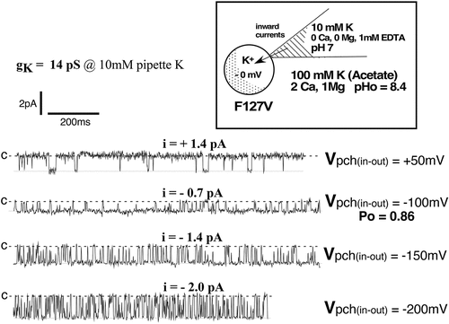 Figure 4a. Representative F127V single-channel currents for a cell-attached patch with 10 mM K and zero Ca in the pipette, similar to those used to construct the current voltage relation of Figure 3. Oocytes with a nominal internal [K] of 100 mM were depolarized to near zero potential by 100 mM K in the bath. Patch potential is indicated at the right of each tracing and the closed state is denoted by c.