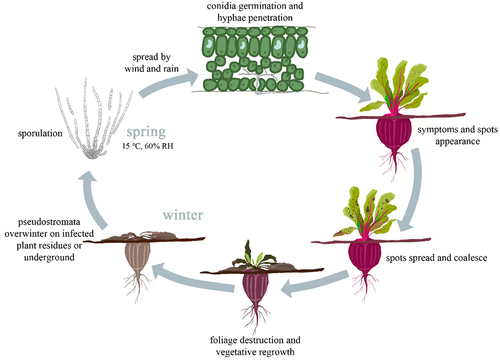 Figure 1. Life cycle of cercospora leaf spot disease of beets.