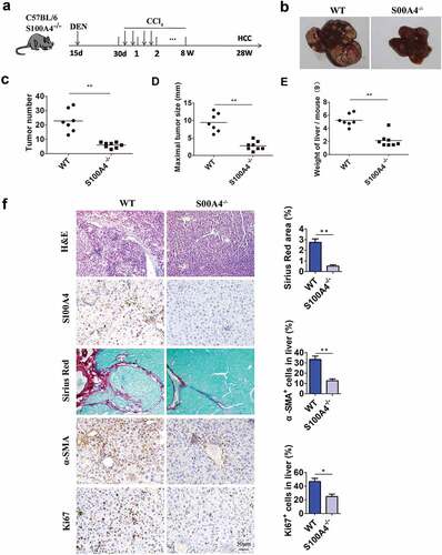 Figure 3. S100A4 deficiency attenuates liver fibrosis and DEN/CCl4-induced carcinogenesis. (a) Schematic illustration of the DEN/CCl4-induced HCC model. Fifteen-day-old WT littermates and S100A4−/- mice (n = 8) were treated i.p. with a single injection of 50 μg/g DEN and 1 month later were treated with CCl4 twice weekly for 2 months. All mice were euthanized 8 months after DEN treatment for further analysis. (b) Representative photographs of the livers from the animals in each group at 8 months of age. (c-e) The tumor number, maximal tumor size and weight of liver are shown. *** P < .001. (f) Liver sections of HCC were stained with H&E, S100A4, Sirius red and α-SMA. Scale bar, 100 μm. * P < .05, ** P < .01