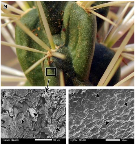 Figure 4. (a, b) surface of the stem with epicuticular waxes covering the epidermis (SEM image in B) and after removal by chloroform (SEM image in C).
