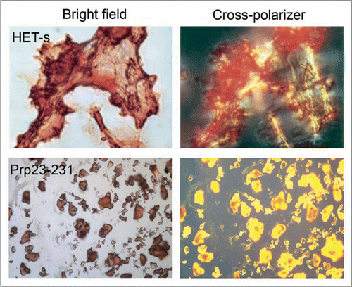Figure 1 Congo red binding with amyloid fibrils and bacterial inclusion bodies. Congo red staining under bright field (left) and showing birefringence under cross-polarized light (right) when binding with amyloid fibrils of HET-s (upper) and inclusion bodies of mouse prion protein PrP(23–231) (lower). (Partial reproduction of Figs. 2,Citation26 and S8,Citation52).