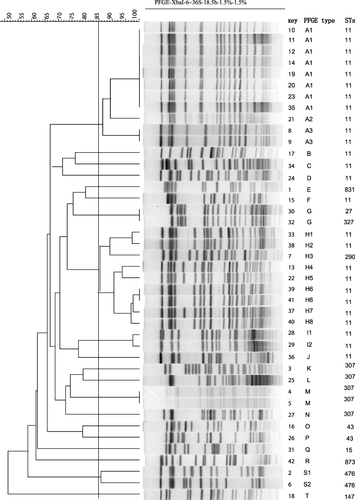 Figure 3 PFGE analysis.