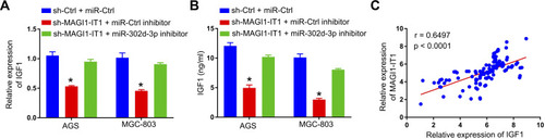 Figure 7 MAGI1‐IT1 upregulates IGF1 in a miR-302d-3p-dependent fashion. IGF1 levels were assessed via qPCR (A) and ELISA (B). (C) A Pearson correlation analysis revealed IGF1 and MAGI1‐IT1 expression to be positively correlated in GC tissues. *P < 0.05.